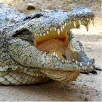 Cango Wildlife Ranch